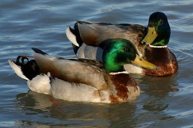 Mallard Duck Pictures Wallpapers