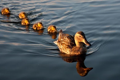 Awesome Pictures Of Mallard Ducks HD Wallpapers Free Download