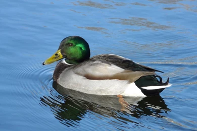 Mallard Wallpapers For PC