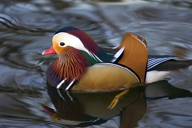 Duck Wallpapers Download Free Mandarin And Mallard Ducks Wallpapers ...