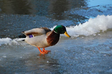 Duck Wallpapers Download Free Mandarin And Mallard Ducks Wallpapers ...