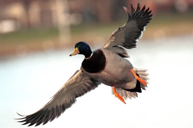 Mallard Duck Flying Pictures.jpg