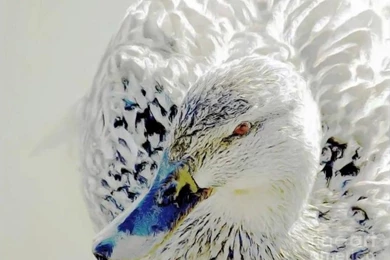 White Mallard Female Peacock Duck   Wallpapers By Lightnessduck On ...
