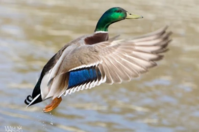 Mallard Duck Wallpapers 1024x768px