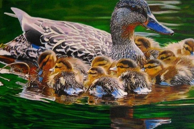 MAMA MALLARD WALLPAPER   (