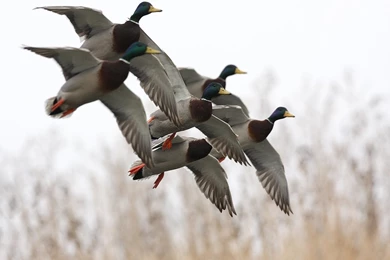 Рабочий стол охотника (фото)   Guns.ru Talks