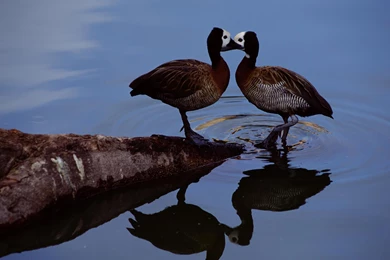 Desktop Wallpapers · Gallery · Animals · Mallard   Wild Ducks ...