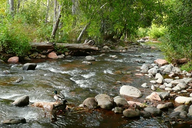 MLeWallpapers.com   Oak Creek And Mallard Ducks