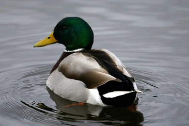 Wild Duck HD Wallpapers