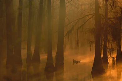 Wallpapers Forest, Tree, USA, Fog, Duck, Swamp, Mallard, Louisiana ...