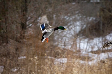 Mallard Drake Portrait Wallpapers   Bing Images