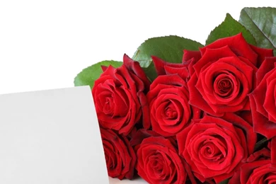 Red Rose Wallpapers Free Download   Wallpapers HD Base