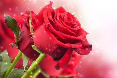 Red Rose Wallpapers Free Download For Desktop
