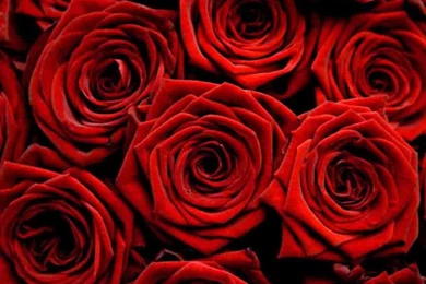 Red Roses HD Wallpapers Free Download