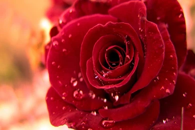 Red Rose Wallpapers For
