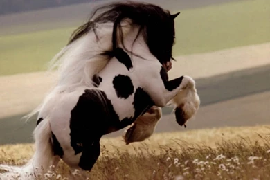 Horse Lonely Lonely Horse – Animals Horses HD Desktop Wallpapers