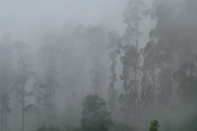 Fog: The Meaning Of The Dream In Which You See 'Fog'