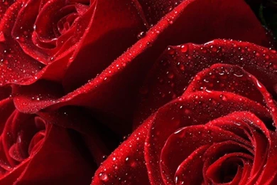 Download Red Roses HD Wallpapers For iPhone 5 / 5s   HDwallpapers.net