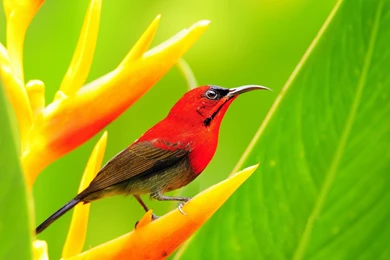 Red Bird Wallpapers And Images   Wallpapers, Pictures, Photos