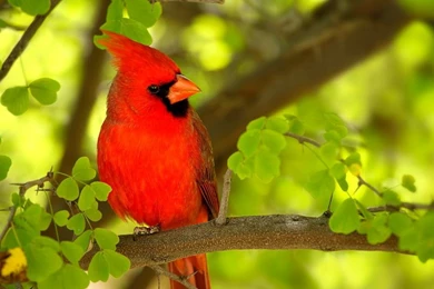 Cool Red Bird Red Bird – Animals Birds HD Desktop Wallpapers