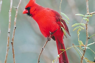 Red Bird Wallpapers   Free Red Bird Wallpapers & Pictures Download