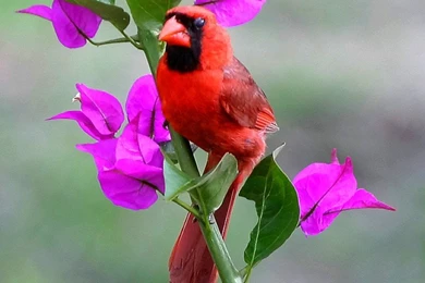 Red Bird Wallpapers   All Wallpapers New