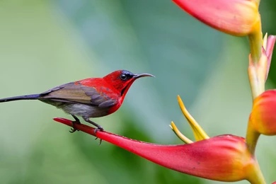 Red Bird HD Wallpapers Free HD Wallpapers   Download Red Bird HD ...