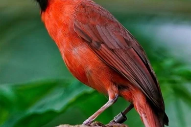 Red Bird Galaxy Note 3 Wallpapers, HD, Note Wallpapers, Galaxy ...