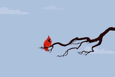 Bird On A Branch Wallpapers   ImgMob