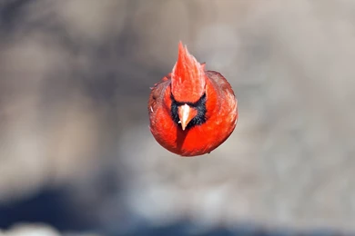 Red Bird In Flight Wallpapers And Images   Wallpapers, Pictures ...