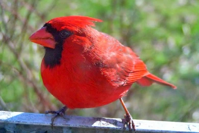 Stylist View: North American Male Cardinal Birds Wallpapers