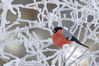 Red Birds Wallpapers   Entertainment Only