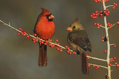 Birds Wallpapers Page 360: Cardinal Couple Beauty Winter ...