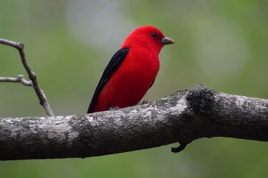 Beautiful Birds Wallpapers Pictures