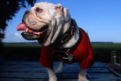 Georgia Bulldogs Wallpapers 23 High Resolution Wallpapers ...