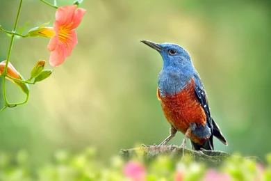 Bird Red Blue Orange Green Flower Birds Wallpapers For Desktop ...