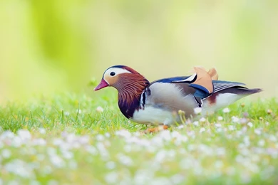 Birds Wallpapers Page 258: Coloureful Birds Beautiful Picture Cool ...