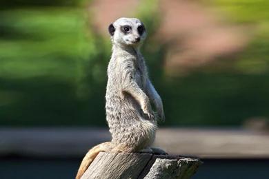 Zedge Wall Related Keywords & Suggestions   Zedge Wall Long Tail ...