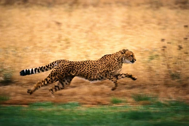 Cheetah Running Wallpapers Full HD   Uncalke.com