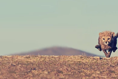 Cheetah Running Wallpapers HD Resolution   Uncalke.com