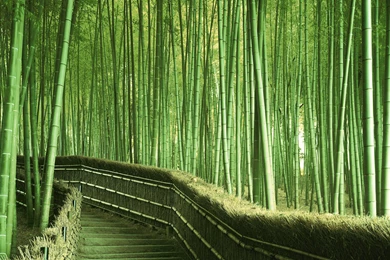 Bamboo Wallpapers – AB Wallpapers