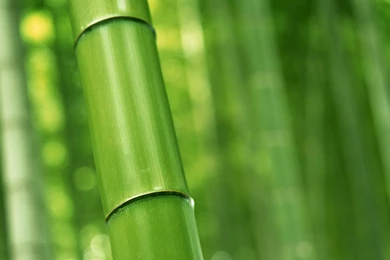 HD Bamboo Wallpapers