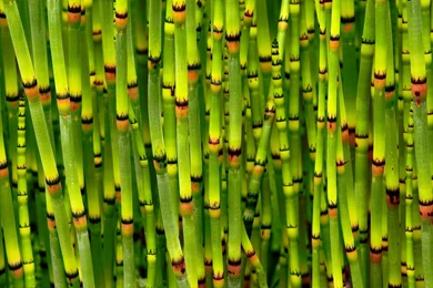 Bamboo HD Wallpapers
