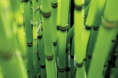 81 Bamboo HD Wallpapers