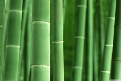 Green Bamboo HD Desktop Wallpapers : High Definition : Fullscreen ...