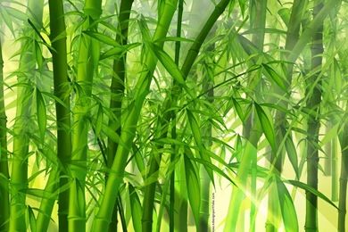 Bamboo Wallpapers Bamboo Forest Nature Wallpapers HD Wallpapers ...