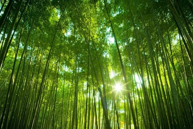 Bamboo Wallpapers Pack Download   FLGX DB