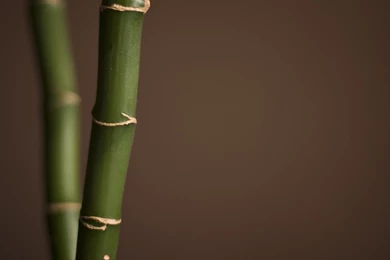 High Resolution Bamboo Computer Backgrounds Full Size ...