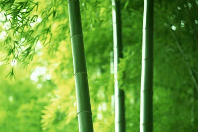 HD Nature Bamboo Trees Wallpapers 1080p Full Size   HiReWallpapers ...