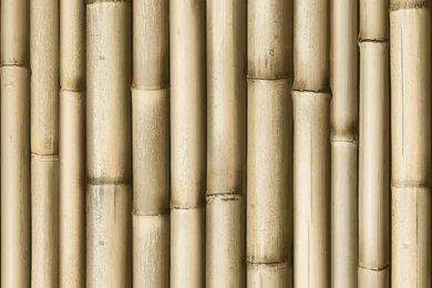 Designer Wallpapers Bamboo Koziel   MurivaMuriva